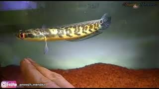 biduan montok doyan pisang | amnes mendes | semongko GEDEN❗#channamaru #gegergeden #biduan