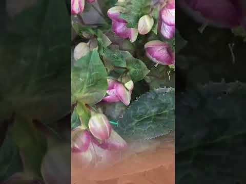 Video: Flores de eléboro falso: consejos para cultivar plantas de eléboro falso