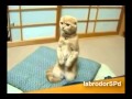 Фейлы с животными/Funny animals, EPIC CUTE