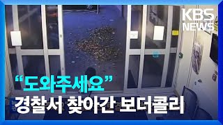 [글로벌K] “도와주세요” 길 잃고 스스로 경찰서 찾아간 보더콜리 / KBS  2022.11.17.