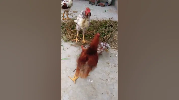 SMALL HEN ATTACK ON HEN AND HEN FRIEND SAFE HER FRIEND 🐱 CRYING SEEN - DayDayNews