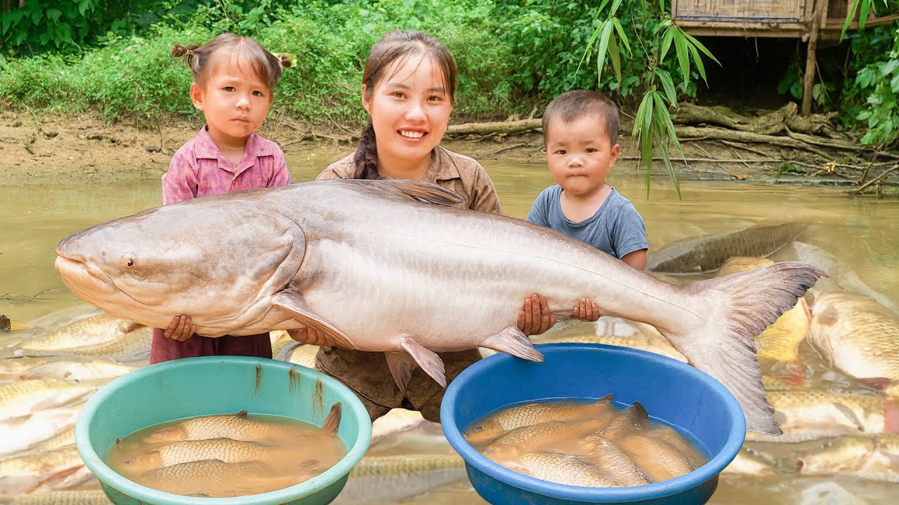 Harvesting big snakehead fish and carp in the fish pond to sell at market with single mom
