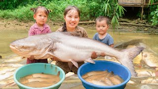 Harvesting big snakehead fish and carp in the fish pond to sell at market with single mom