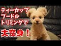 トリミングで大変身！【ティーカッププードル　トイプードル　teacup poodle】