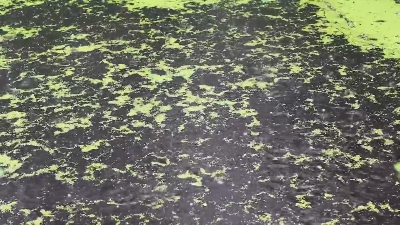 Relaxing Rain in a Puddle for Deep Sleep 😴 Stress Relief & Calm Ambience