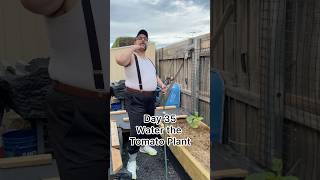 Day 35 - Water The Tomato Plant - Pippo Loves Prickly Pears