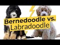 Bernedoodle vs. Labradoodle🐶 Breed Comparison 🐶 🔴 2023 🔴