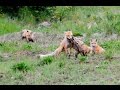 Red fox family at play  a tailbiting story