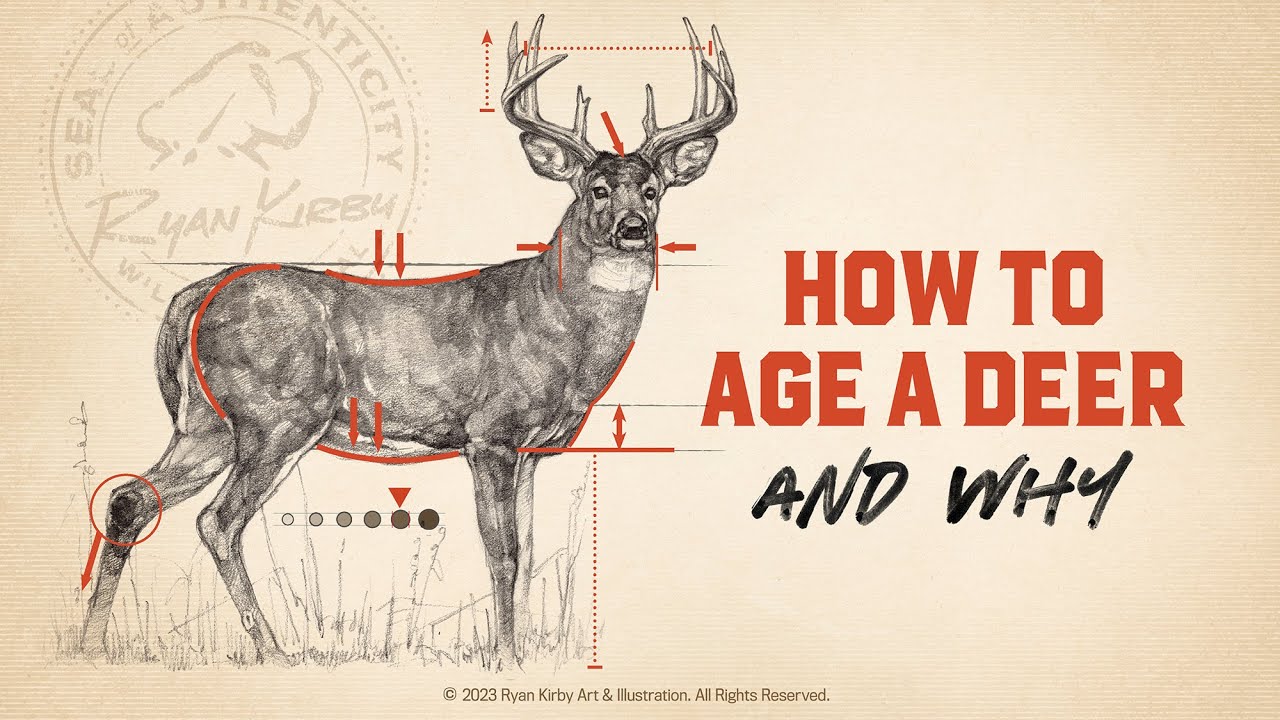 Whitetail Deer Growth Maturity How To Age A Buck YouTube