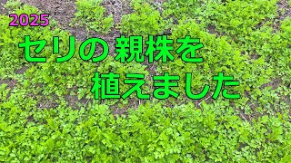 Japanese Parsley] I planted mother plants for propagation - YouTube