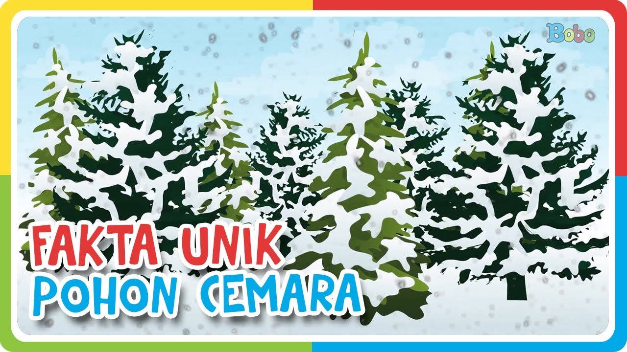 Fakta Unik - Pohon Cemara - YouTube