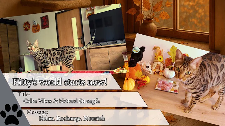 Video 11306801: bengal kitty cat