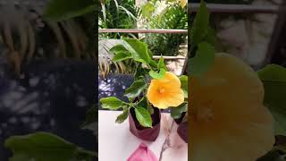 yellow colour gudhal flowers plants youtubeshortsviralvideo