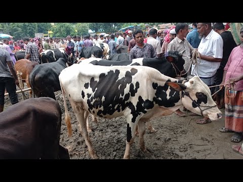 আজ ১৭ আগস্ট মঙ্গলবার || ফ্রিজিয়ান ও ক্রসজাতের ষাঁড় গরুর দাম || friziyan o cross shar || খোচাবাড়ী