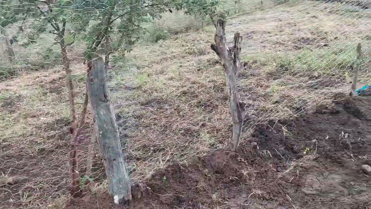 Ampliei o galinheiro mais lazer para galinhas 🐓🐓🐓