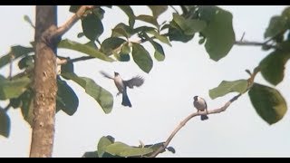 burung kutilang gacor – kicau indah yang lantang di alam bebas