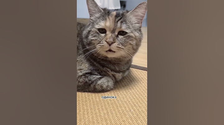 Шиншилла и говорящий кот, угар жо слёз😹 #юмор #озвучка #говорящийкот #отношения #котэ #угараю