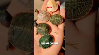 The Smallest Turtle in the World 🐢😂