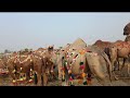 16/7/2021//camel 🐪 mandi ke rateon ki update//lahori shauk aaj shahpur kangra Lahore Mandi mein