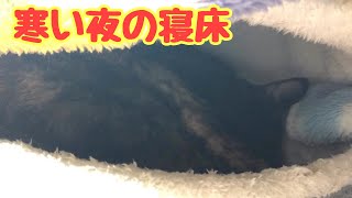 [猫]寒い冬の夜は何処で寝ているの？