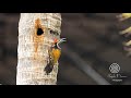 Black rumped flameback