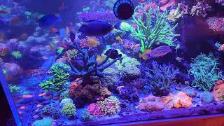 Bill's Saltwater Heaven's 600gallon mixed reef 23month update! #corals #reef #saltwater #sps