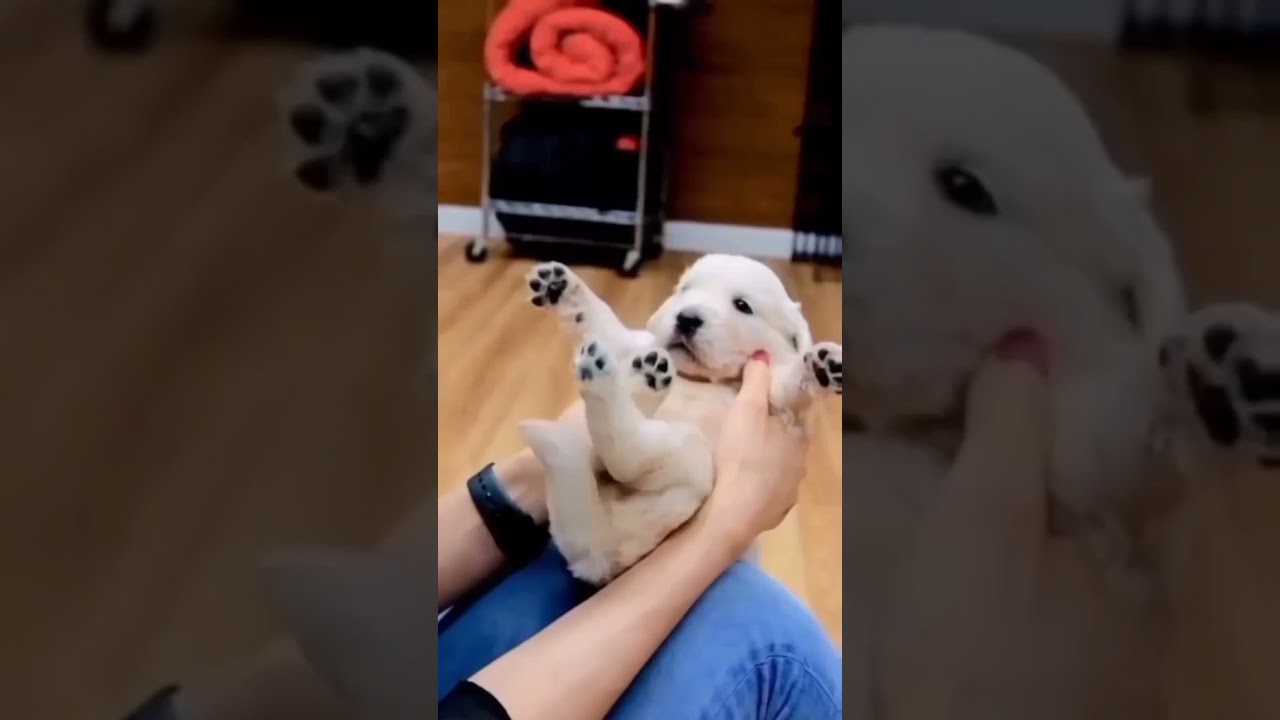 Cute Puppy Lover ❤️❤️ 