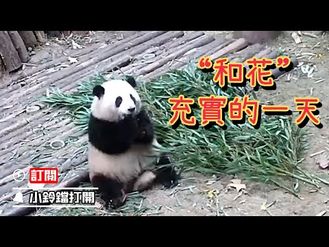《熊貓早晚安》大熊貓“和花”充實的一天 | iPanda熊貓頻道