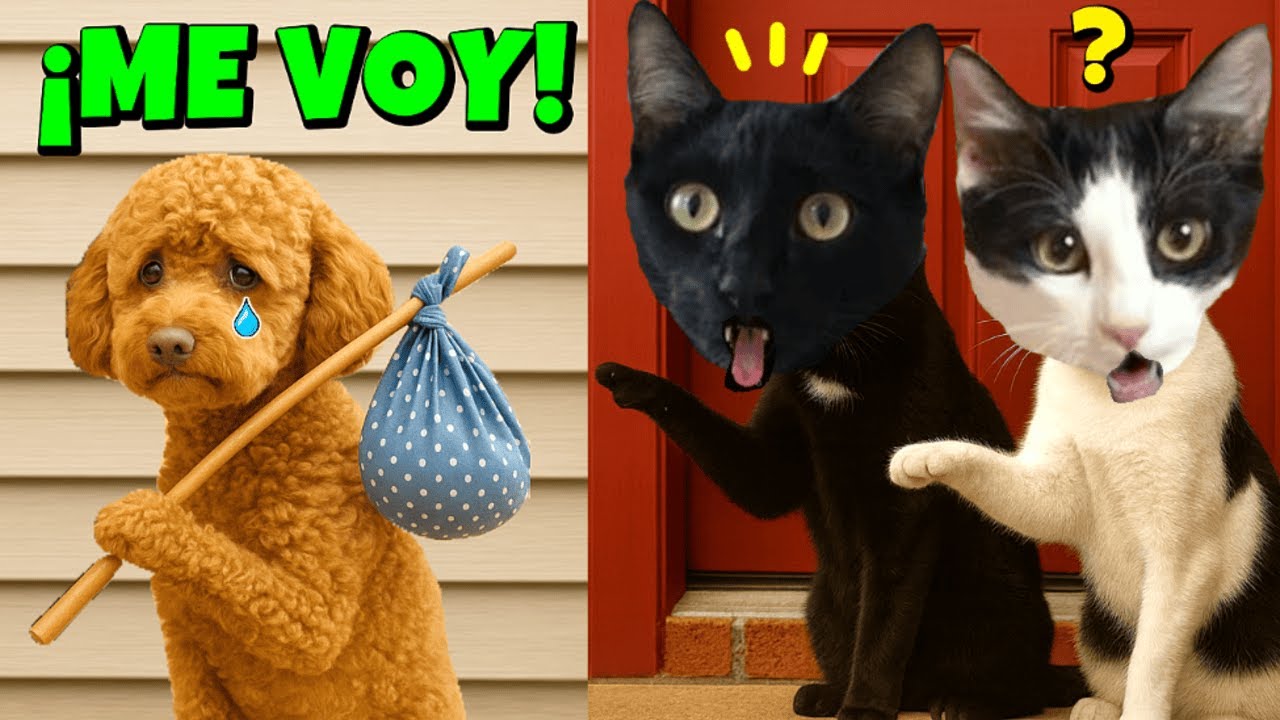 😢 MI PERRO SE VA DE CASA PARA SIEMPRE… porque sus amigos los gatos Luna y Estrella LO IGNORAN