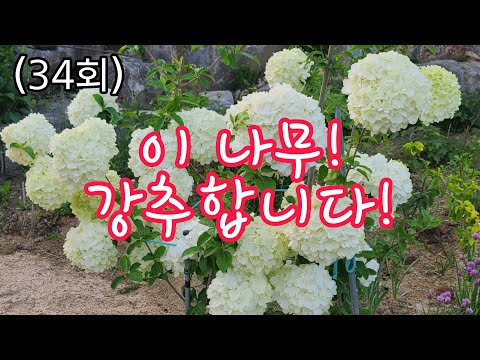 이걸 어째요? 여심뿐 아니라 남심도 뒤흔드는 꽃나무 차이니즈 스노우볼 정원수로 최고네요, 봄꽃나무,정원관리, 아름다운정원,