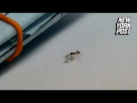 Diamond-stealing ant caught red-handed
