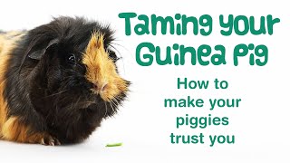 How to TAME GUINEA PIGS | Easy Taming Tips for Skittish or Nervous Guinea Pigs