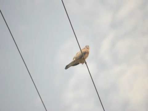 Common hawk cuckoo   brain fever bird  singing