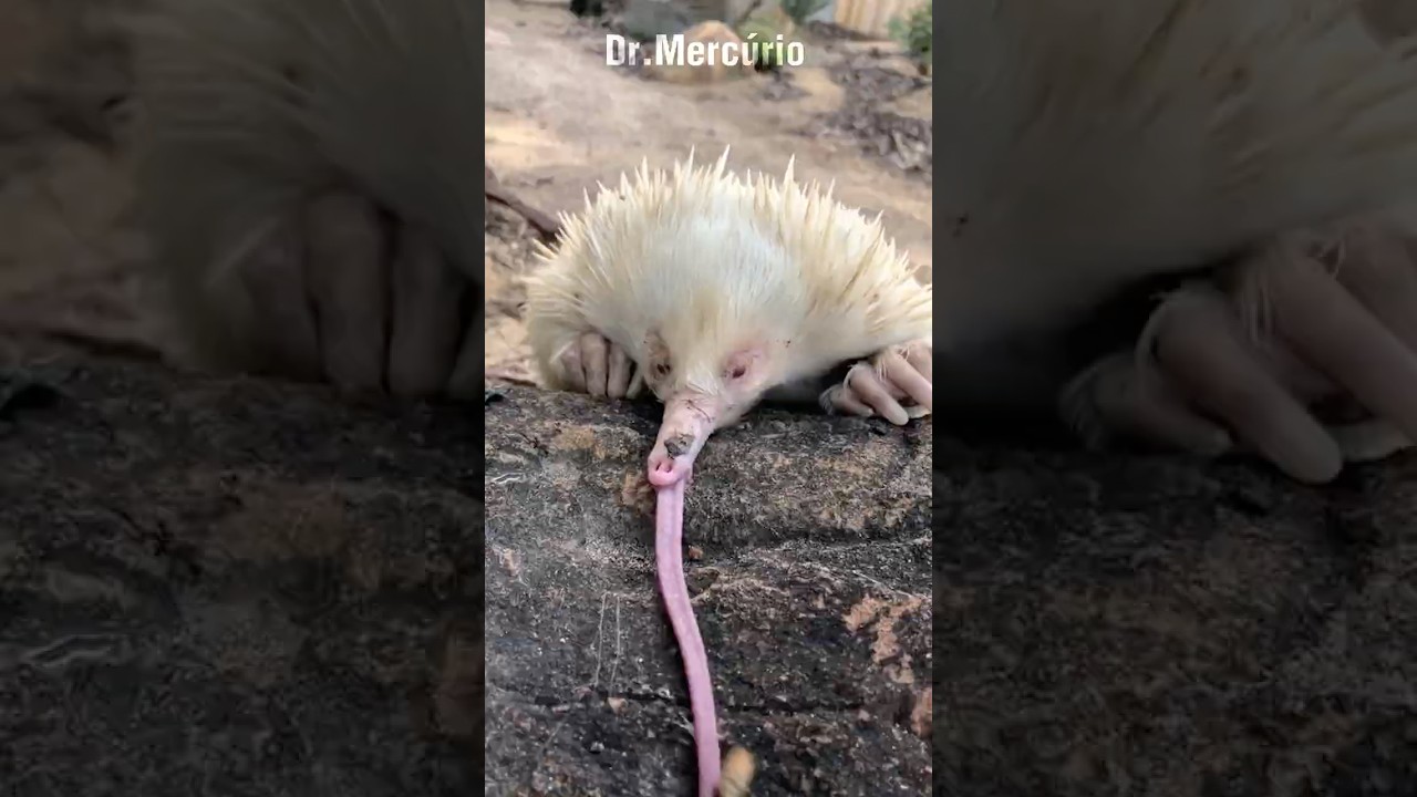 Equidna é o bug animal 4 em 1 