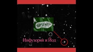 Последние секунды жизни Инфузория Туфелька получившей йод. Последние секунды жизни Инфузория Туфелька получившей йод.