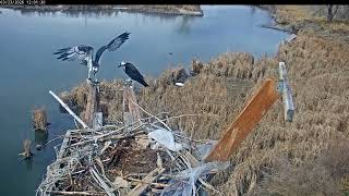 2026-03-23 Dad catches a fish on cam | Boulder County Osprey Cam
