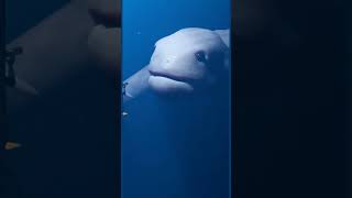 Real or Fake? giant creature  found in deep ocean