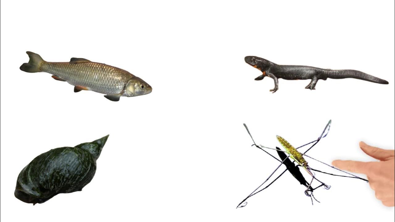 Tiere im Winter - YouTube