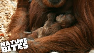 Disappearing Orangutan Baby: The Full Story | Nature Bites