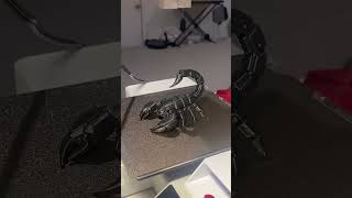 3D Printed Scorpion