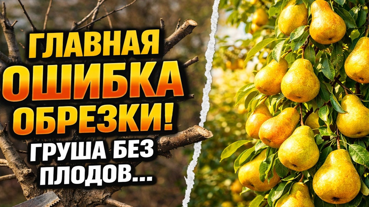 ГЛАВНАЯ ошибка обрезки! Вот почему ГРУША стоит без плодов.