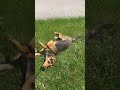 Gracie the Greek hare-hound rolling in the grass