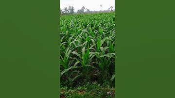 di tepi ladang jagung, terlihat awan mendung #suasanakampung #suasanapedesaan #pemandangan