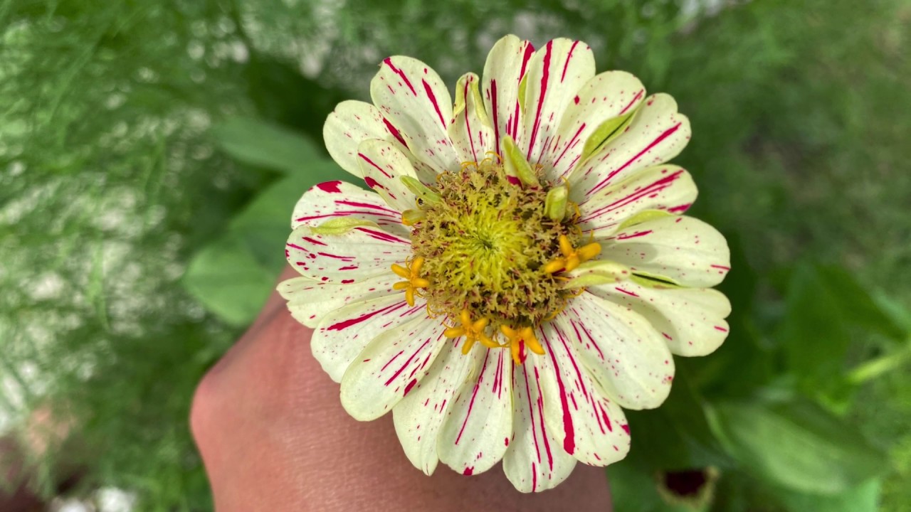 Candy Cane Zinnias YouTube