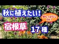 【ガーデニング】秋に植えたくて集めてみたらステキすぎて迷っちゃう宿根草17種の紹介！あしかがフラワーパーク・代々木公園・中之条ガーデンズ・花菜ガーデン・gardening