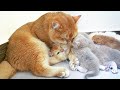 Four tiny kittens with their daddy and mommy a happy cat family