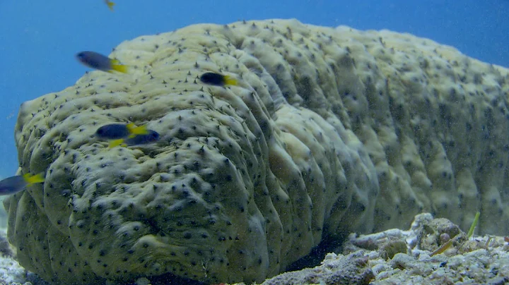 Seeking shelter up a sea cucumber's bottom - World's Weirdest Events: Episode 5 - BBC Two - DayDayNews