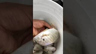 Spots are on fire in New York!! #spots #fishing #fishingmethods #fish #viral #newyork