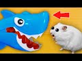 🦈 SHARK BOSS  - Hamster Maze with Traps 🔥 [OBSTACLE COURSE]