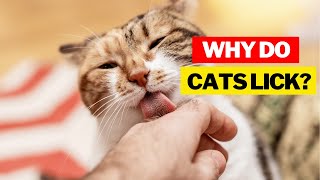 Why Do Cats Lick You? 4 Common Reasons